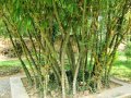 Bambusa ventricosa - Bambou Boudha - exotique 8-10m.jpg